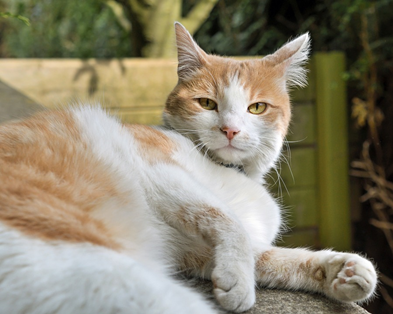 chat tendresse