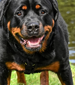 Rottweiler chien de chasse